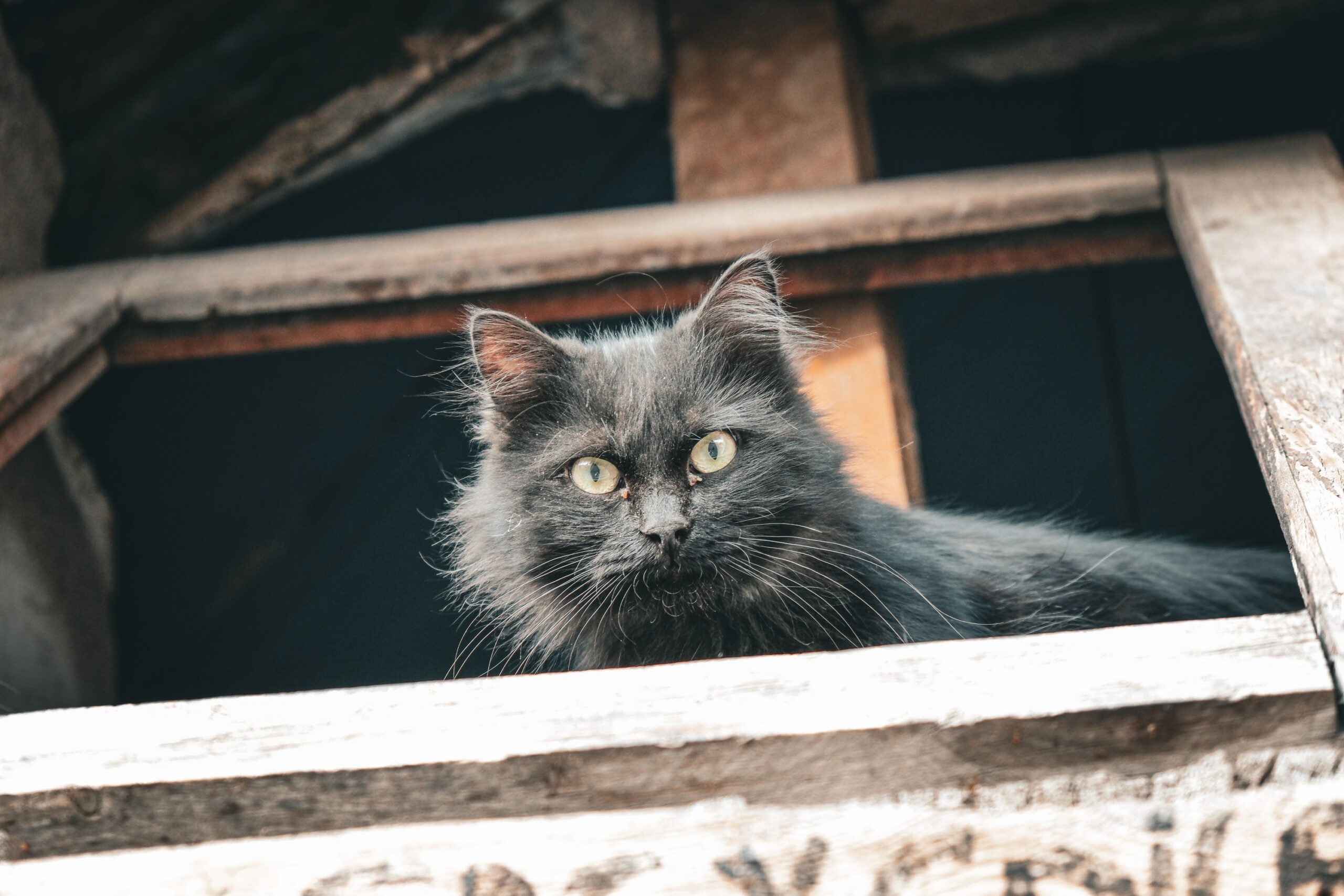 12 Strange Things Cats Can Hear That Humans Never Notice