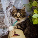 7 Things You Should Never Do When Your Cat Is Hiding