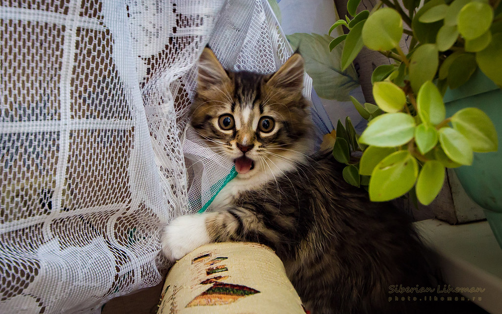 7 Things You Should Never Do When Your Cat Is Hiding