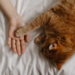 Why Your Cat Sleeps on Your Side of the Bed When You're Away