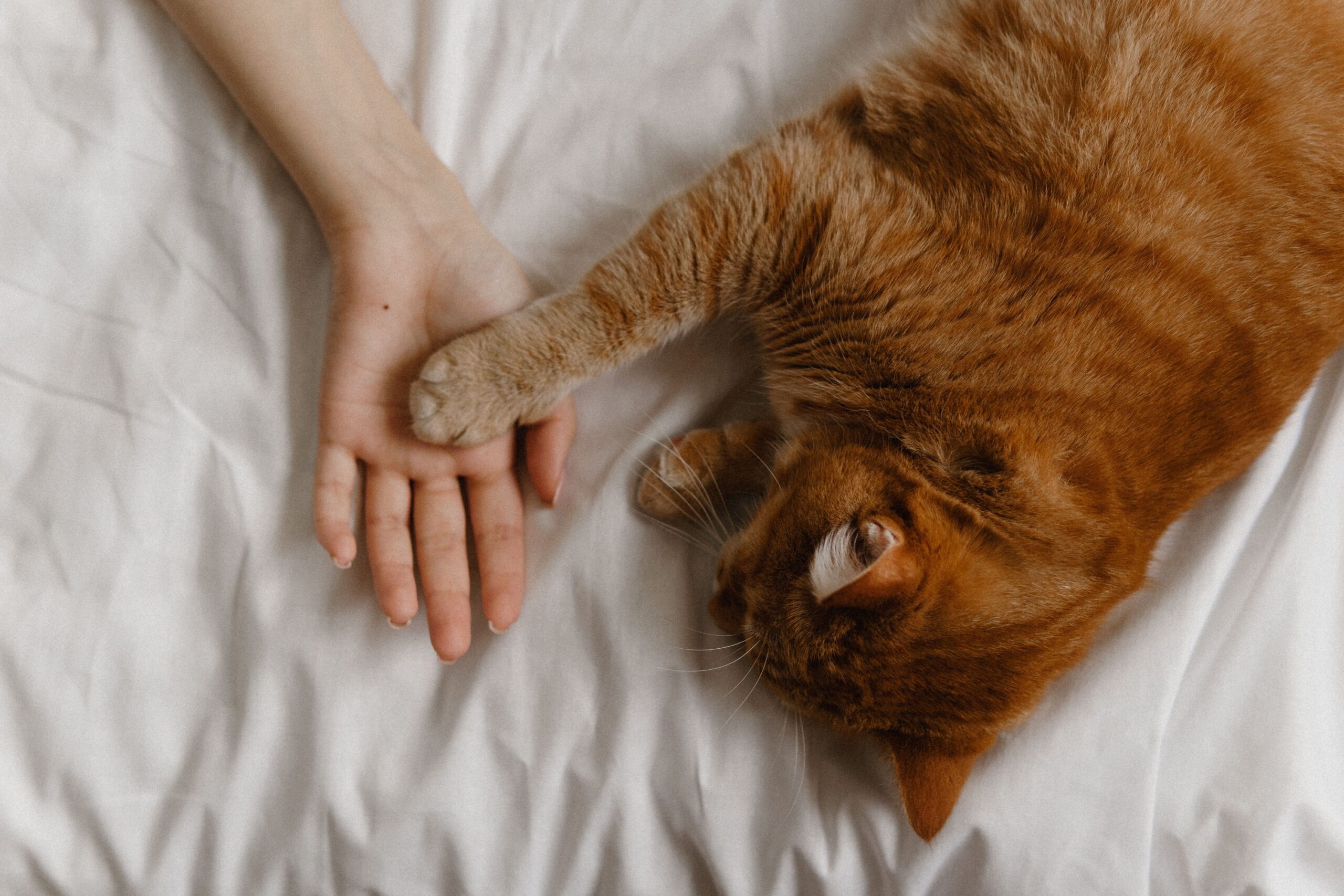 Why Your Cat Sleeps on Your Side of the Bed When You're Away