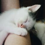 8 Things Your Cat Does When They Trust You More Than Anyone Else