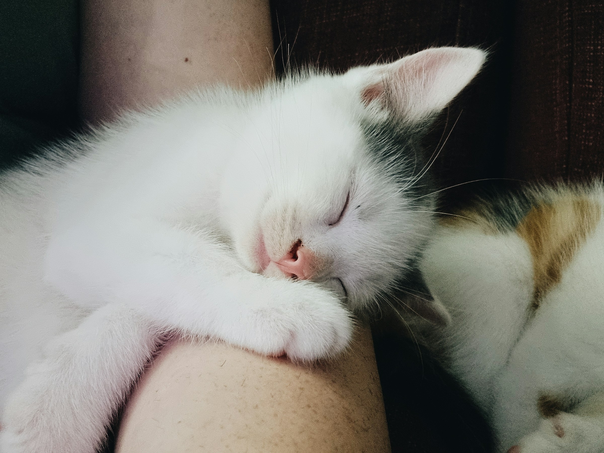 8 Things Your Cat Does When They Trust You More Than Anyone Else