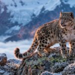7 Things Snow Leopards Can Do in the Mountains That Look Almost Impossible