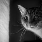 10 Cat Breeds That Form Unbreakable Bonds With One Person