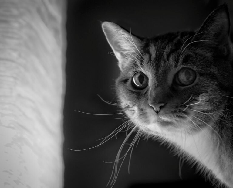 10 Cat Breeds That Form Unbreakable Bonds With One Person