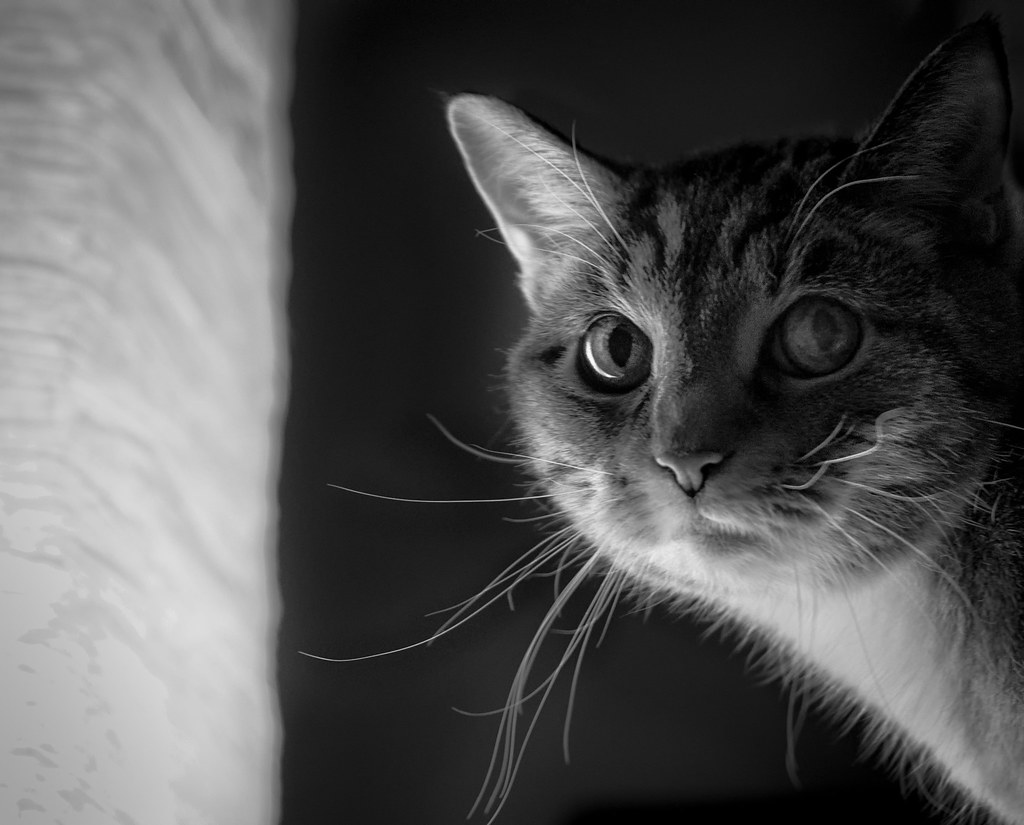 10 Cat Breeds That Form Unbreakable Bonds With One Person