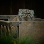 Wildlife Biology Says Bobcats Can Share Our Landscapes While Remaining Almost Completely Invisible