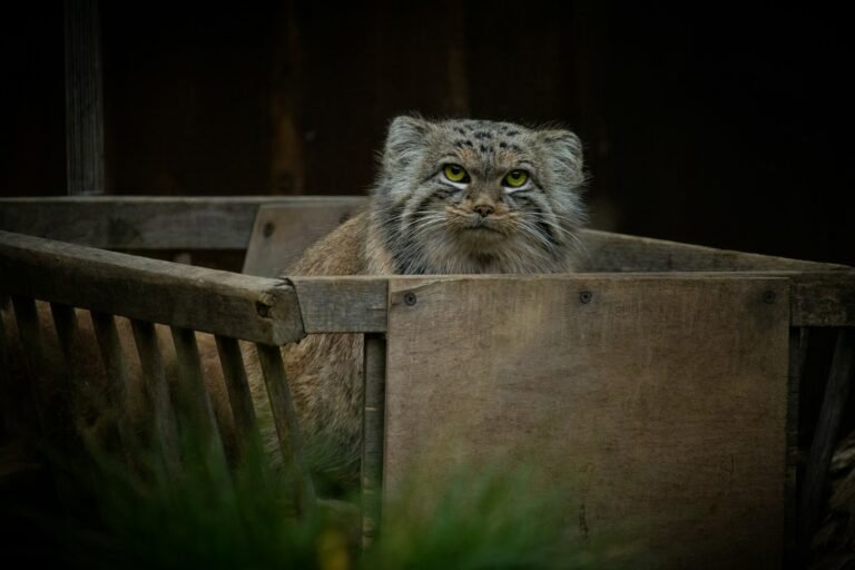 Wildlife Biology Says Bobcats Can Share Our Landscapes While Remaining Almost Completely Invisible