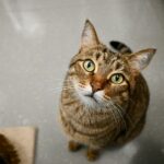 Feline Psychology Says Cats Who Watch Your Face in Unfamiliar Situations May Be Looking for Information
