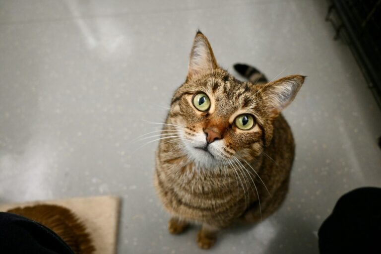 Feline Psychology Says Cats Who Watch Your Face in Unfamiliar Situations May Be Looking for Information