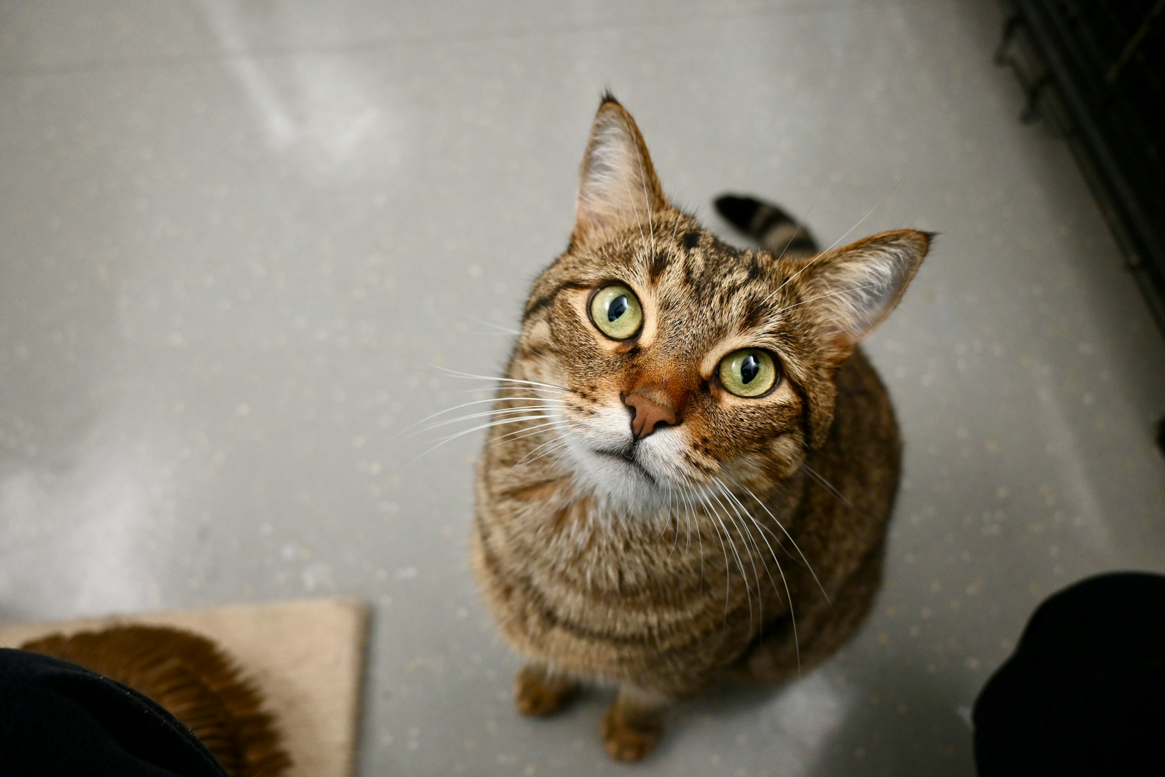 Feline Psychology Says Cats Who Watch Your Face in Unfamiliar Situations May Be Looking for Information