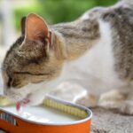 12 Everyday Foods Your Cat Should Never Be Allowed to Steal From Your Plate