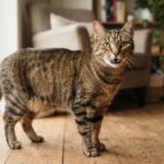 14 Signs Your Healthy Cat Is Doing Better Than Most Cats Its Age