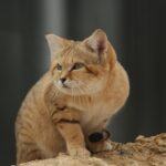 10 Small Wild Cats With Hunting Skills That Put Much Larger Predators to Shame