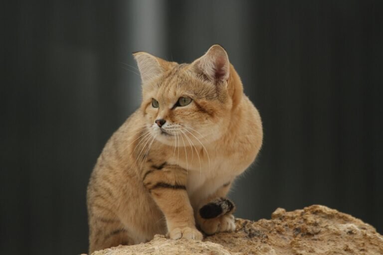 10 Small Wild Cats With Hunting Skills That Put Much Larger Predators to Shame