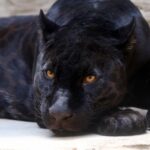 Why Black Panthers Aren’t Actually a Separate Species of Big Cat
