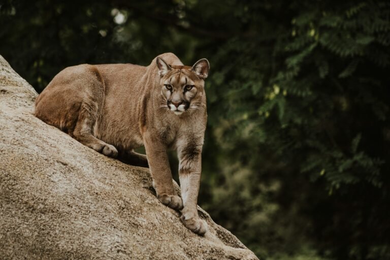 12 Things Most Americans Don’t Know About the Wild Cats Living in the United States
