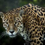 7 Wild Cats That Still Live in North America and Where They’re Found