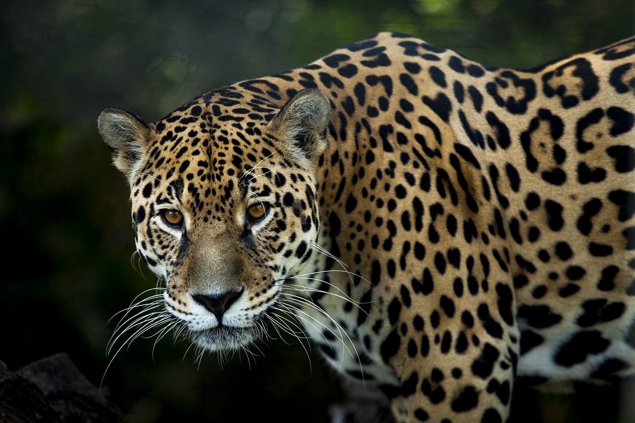 7 Wild Cats That Still Live in North America and Where They’re Found