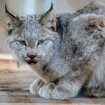 10 Fascinating Things Canada Lynx Can Do That Ordinary House Cats Cannot