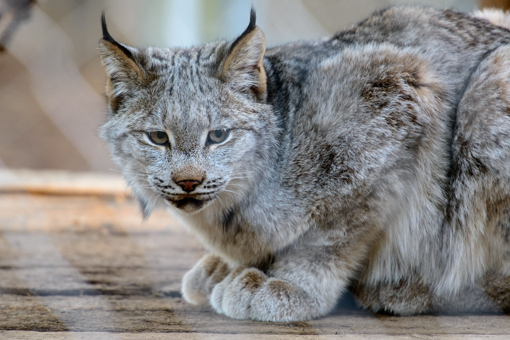 10 Fascinating Things Canada Lynx Can Do That Ordinary House Cats Cannot