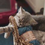10 Things You Should Never Leave Within Reach of a Curious Indoor Cat
