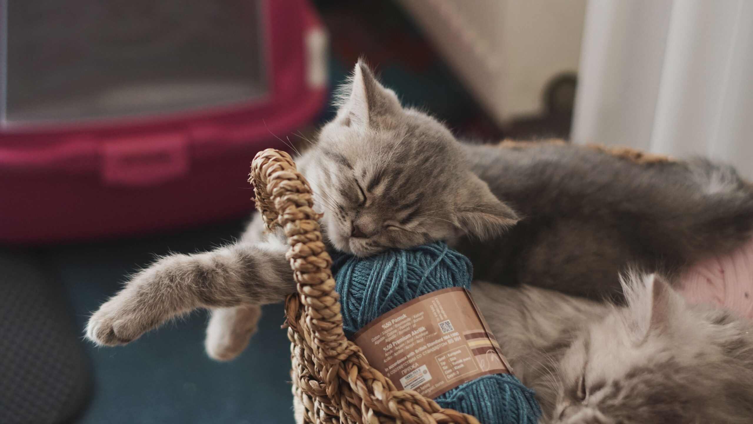 10 Things You Should Never Leave Within Reach of a Curious Indoor Cat