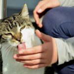 Why Your Cat Licks You (It Can Mean Far More Than Simply Keeping You Clean)