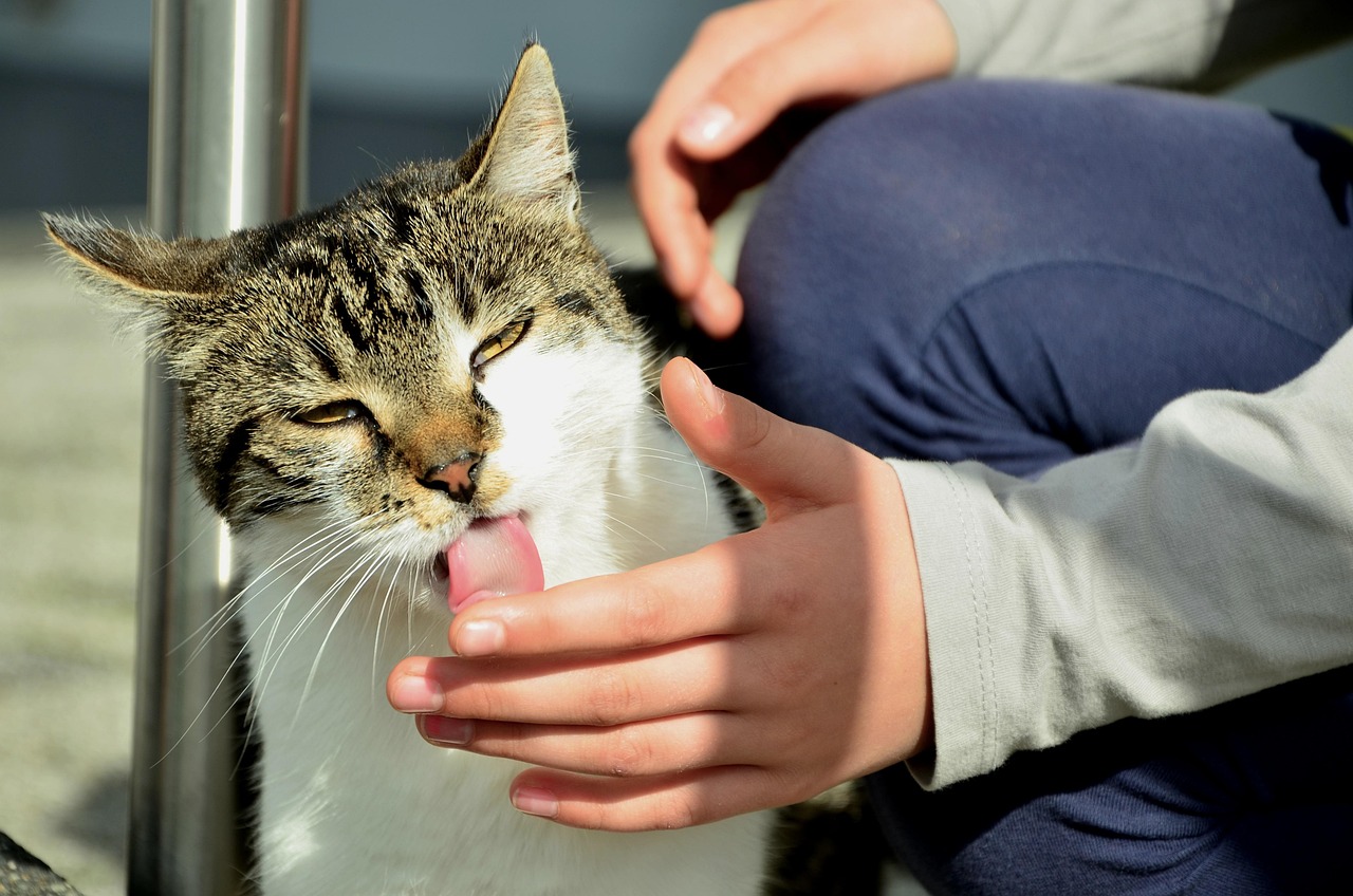 Why Your Cat Licks You (It Can Mean Far More Than Simply Keeping You Clean)