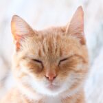 When Your Cat Slowly Blinks at You, They’re Not Getting Sleepy – They May Be Showing You Just How Comfortable They Feel