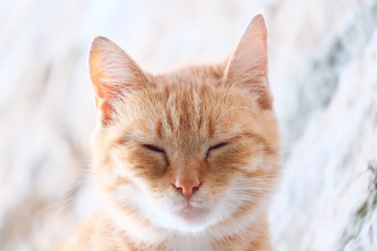 When Your Cat Slowly Blinks at You, They’re Not Getting Sleepy – They May Be Showing You Just How Comfortable They Feel
