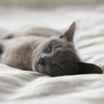 When Your Cat Sleeps With Their Back Toward You, They’re Not Ignoring You – Feeling Safe Can Look Surprisingly Unaffectionate