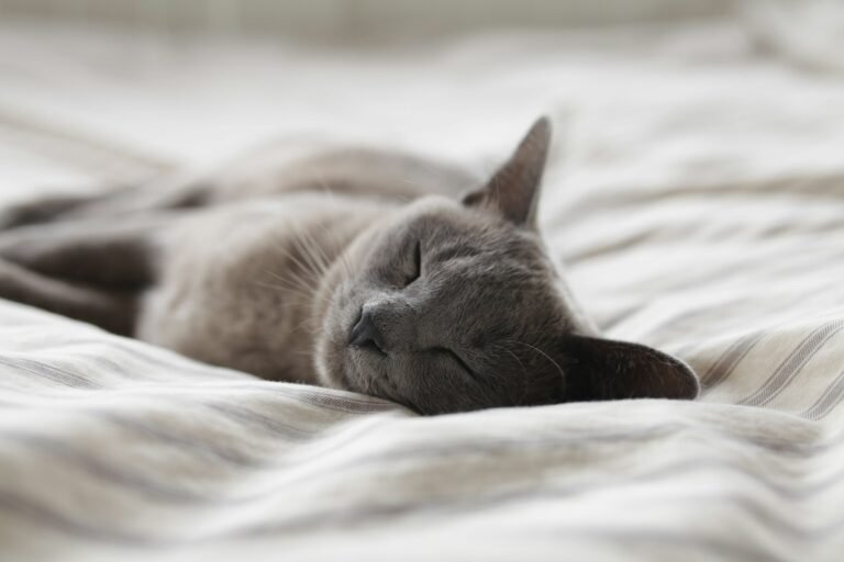 When Your Cat Sleeps With Their Back Toward You, They’re Not Ignoring You – Feeling Safe Can Look Surprisingly Unaffectionate