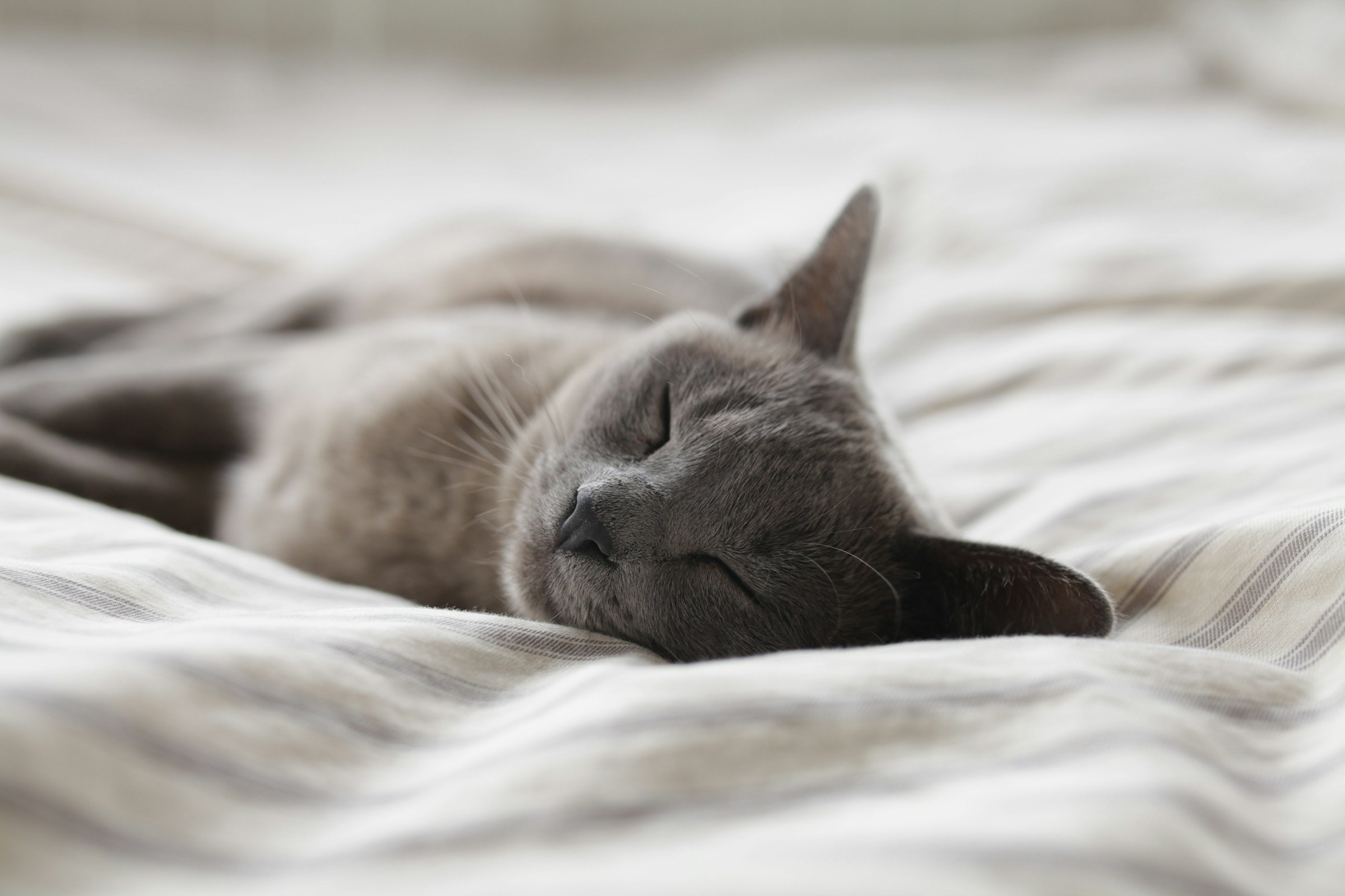 When Your Cat Sleeps With Their Back Toward You, They’re Not Ignoring You – Feeling Safe Can Look Surprisingly Unaffectionate