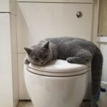 Why Your Cat Follows You Into the Bathroom (It’s Not Always Curiosity – Your Routine May Be Part of the Attraction)