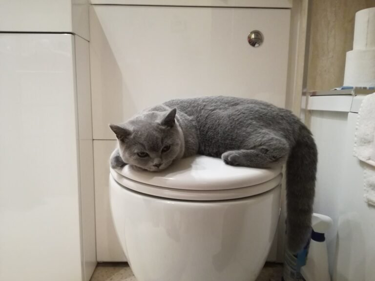 Why Your Cat Follows You Into the Bathroom (It’s Not Always Curiosity – Your Routine May Be Part of the Attraction)