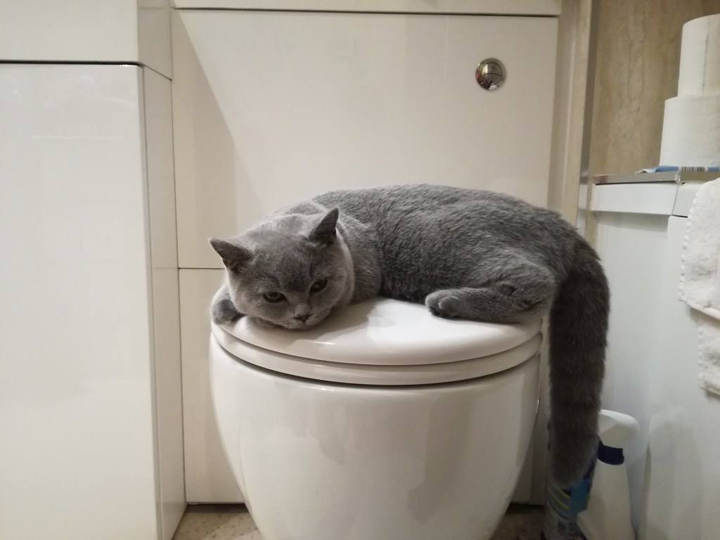Why Your Cat Follows You Into the Bathroom (It’s Not Always Curiosity – Your Routine May Be Part of the Attraction)