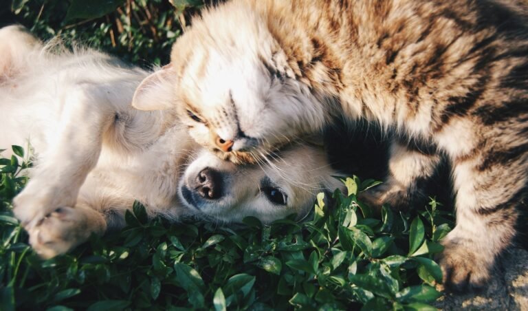 When Your Cat Head-Butts You, They’re Not Just Demanding Attention – They’re Leaving Something Behind That Strengthens Familiarity