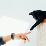 When Your Cat Suddenly Leaves While You’re Petting Them, They’re Not Necessarily Rejecting You – They May Simply Be Telling You They’ve Had Enough