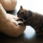 Why Your Cat Kneads Your Lap (The Kittenhood Behavior Can Survive Long After They Grow Up)