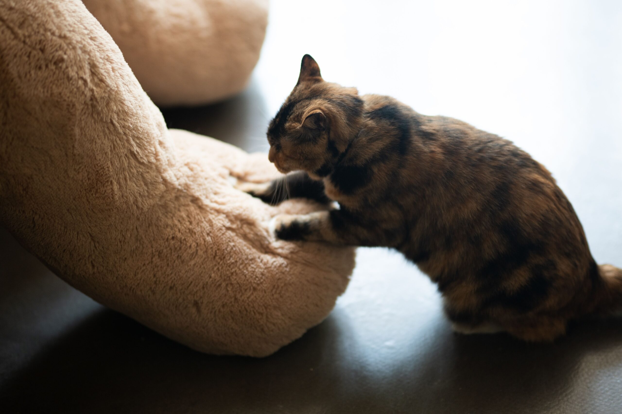 Why Your Cat Kneads Your Lap (The Kittenhood Behavior Can Survive Long After They Grow Up)