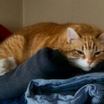 Why Does Your Cat Choose Your Clothes to Sleep On When the Whole Bed Is Empty?