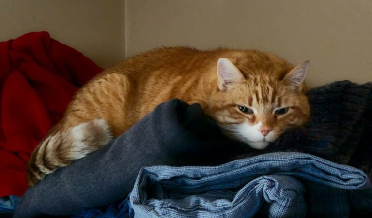 Why Does Your Cat Choose Your Clothes to Sleep On When the Whole Bed Is Empty?