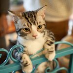 Did You Know Cats Can Recognize Their Owner’s Voice Even When They Choose Not to Approach