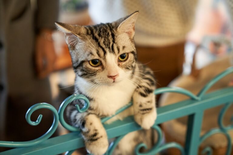 Did You Know Cats Can Recognize Their Owner’s Voice Even When They Choose Not to Approach
