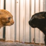 8 Things You Should Never Do When Introducing Two Cats