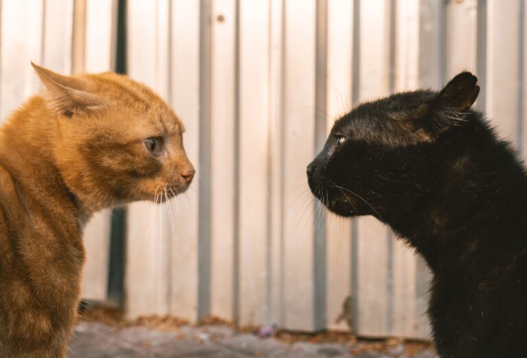 8 Things You Should Never Do When Introducing Two Cats