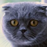 9 Cat Breeds That Aren’t as Cuddly as Their Adorable Appearance Suggests