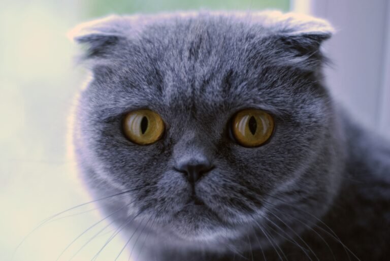9 Cat Breeds That Aren’t as Cuddly as Their Adorable Appearance Suggests
